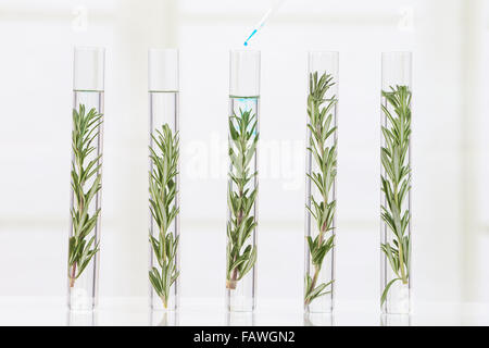 Expérience de clonage humain en laboratoire sur des plantes Banque D'Images