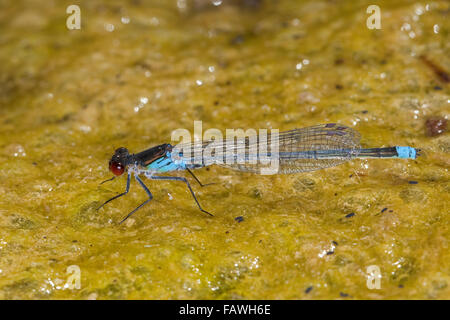 Demoiselle aux yeux rouges, de grands yeux rouges, homme, grosses Granatauge Granatauge, grosses, Männchen, Erythromma najas, najas Agrion Banque D'Images