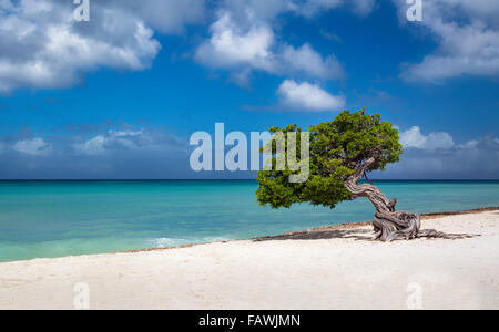 Fototi (arbre altéré souvent confondu avec Divi Divi) sur la plage d'Aruba, Antilles Banque D'Images