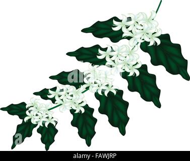 Une illustration de groupe Café Blanc frais Tree Blossom sur Vert feuilles isolées sur fond blanc Illustration de Vecteur