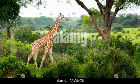 Girafe (Giraffa camelopardalis), Murchison Falls National Park ; Urganda Banque D'Images