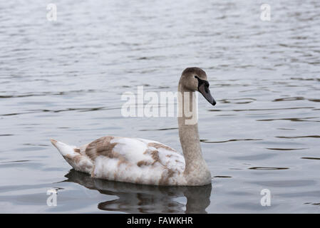 Cygne muet mineur Banque D'Images