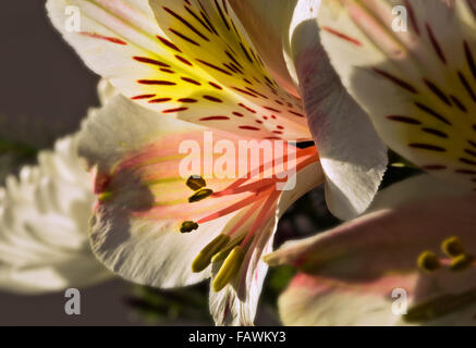 WA12486-00...WASHINGTON - un arrangement floral. Banque D'Images