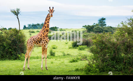 Girafe (Giraffa camelopardalis), Murchison Falls National Park ; Urganda Banque D'Images