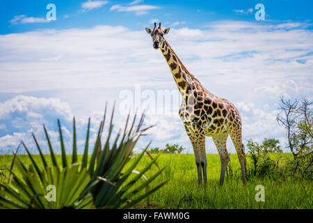 Girafe (Giraffa camelopardalis), Murchison Falls National Park ; l'Ouganda Banque D'Images