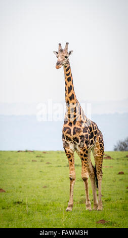 Girafe (Giraffa camelopardalis), Murchison Falls National Park ; l'Ouganda Banque D'Images