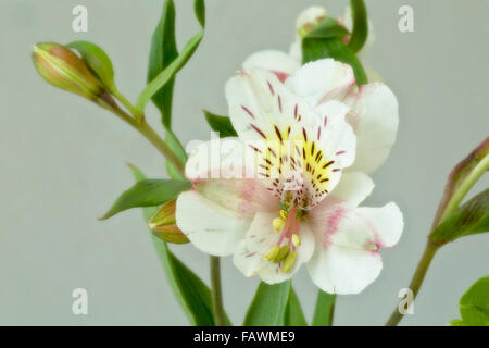 WA12502-00...WASHINGTON - Une orchidée d'un arrangement de fleurs. Banque D'Images