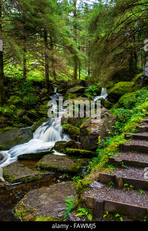 Ruisseau avec chute d'eau sous le sentier avec Escaliers Dans le parc national de Gougane Barra en Irlande Banque D'Images