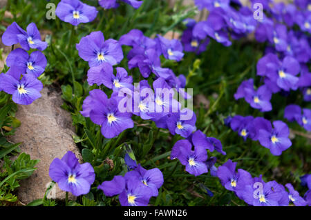 Long-stimulé ou la montagne violette (Viola calcarata violet subsp. calcarata) croissant dans les Alpes suisses, à une altitude de 2500m. Banque D'Images