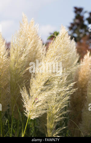 Cortaderia selloana pumila. L'herbe de la pampa en début de soirée les panaches de soleil. Banque D'Images