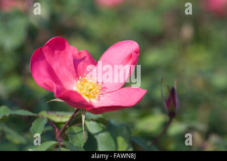 Rosa. Rose de Picardie 'Ausfudge' fleur. Banque D'Images