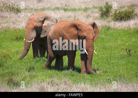 Bush de l'Afrique de l'éléphant (Loxodonta africana) recouvert de boue rouge, Addo Elephant National Park, Eastern Cape, Afrique du Sud Banque D'Images