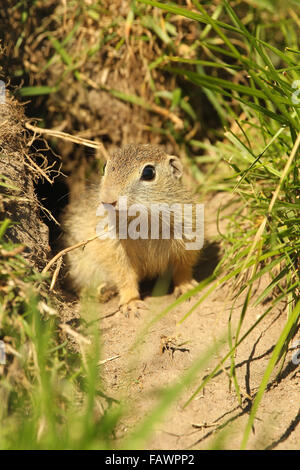 European (Spermophilus citellus) les jeunes en face de la den, captive, Suède Banque D'Images