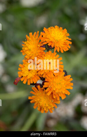 Fox et d'oursons ; Pilosella aurantiaca fleurs ; Royaume-Uni ; d'Anglesey Banque D'Images