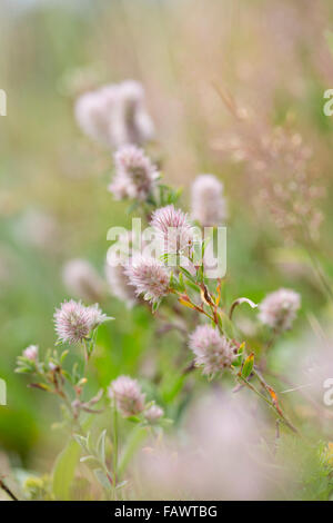 Haresfoot ; trèfle Trifolium arvense fleur ; Cornwall, UK Banque D'Images