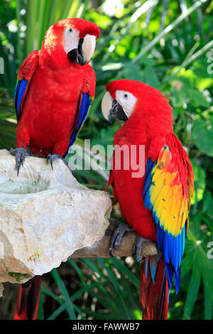 Couple de perroquets colorés Banque D'Images