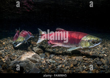 Une femelle Saumon sockeye (Oncorhynchus nerka) est positionné sur ses concurrentes alors que redd jacks lutte sur son aval, Alaska Banque D'Images