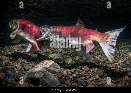 Une femelle Saumon sockeye (Oncorhynchus nerka) attaque une autre femelle, vue sous-marine dans un flux d'Alaska au cours de l'été. Banque D'Images