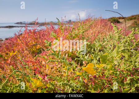 Chénopode rouge Chenopodium rubrum Bryher ; ; Îles Scilly ; UK Banque D'Images