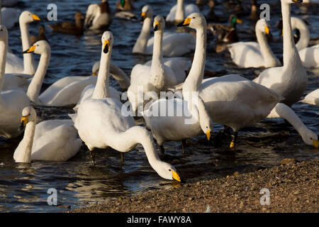 Cygne chanteur Cygnus cygnus ; Martin ; simple ; Lancashire ; UK Banque D'Images