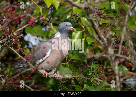 Pigeon ramier Columba livia ; seul avec des baies, Cornwall, UK Banque D'Images