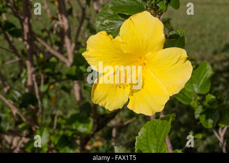 Belle fleur d'Hibiscus jaune en fleur gros plan Banque D'Images