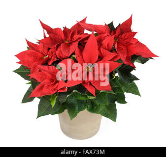 Le poinsettia rouge en vase isolé sur fond blanc Banque D'Images