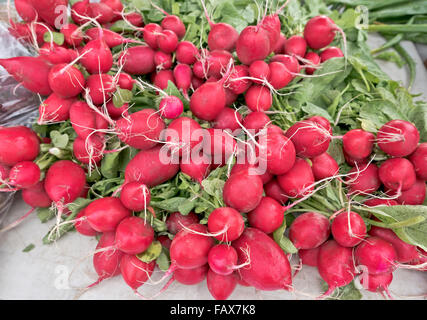 Les radis rouges groupés groupés, Farmer's Market. Banque D'Images