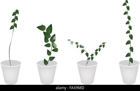 Concept écologique, une illustration Collection de différents style de Ficus pumila ou Feuille verte dans les pots de plantes mur réducteur Illustration de Vecteur