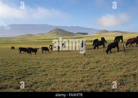 Big Island, Hawaii, Parker Ranch, le bétail en pâturage, Mauna Kea à distance Banque D'Images