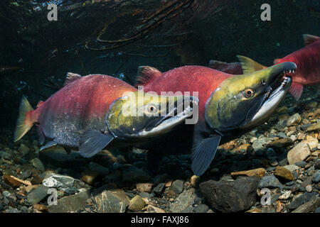 Un saumon sockeye (Oncorhynchus nerka) mâle tente de pousser à l'écart d'un concurrent pour la même femelle dans un flux d'Alaska au début de l'été. Banque D'Images