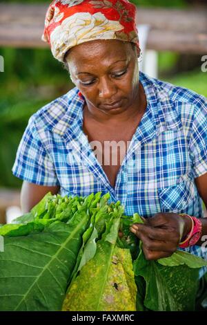 Femme cubains travaillant dans une fabrique de cigares. Banque D'Images