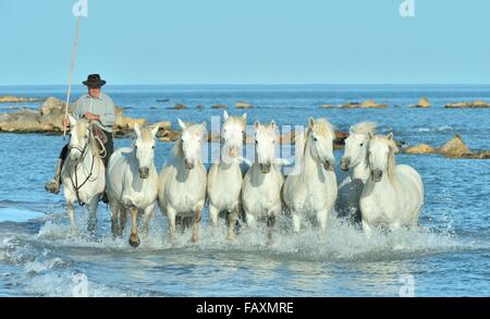 Troupeau de chevaux blancs d'exécution sur l'eau . Banque D'Images