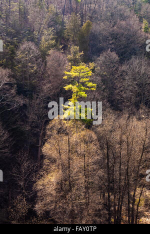 Arbre vert unique en milieu de forêt d'arbres sans feuilles marron. Banque D'Images