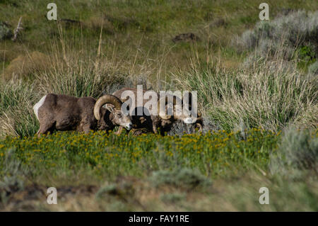 Deux mouflons béliers pâturage sur l'herbe dans les wilds, Oregon, USA Banque D'Images