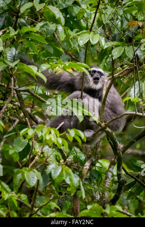 Un gibbon Javan (Hylobates moloch, gibbon argenté) qui volait tout en étant assis dans une succursale du parc national Gunung Halimun Salak, à Java-Ouest, en Indonésie. Banque D'Images