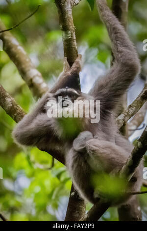 Portrait d'une femelle de gibbon Javan (Hylobates moloch, gibbon argenté) transportant un nourrisson dans le parc national Gunung Halimun Salak. Banque D'Images