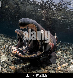 Femme Saumon coho (Oncorhynchus kisutch) comportement d'approfondissement induit l'homme à false spawn, vue sous-marine dans un flux d'Alaska au cours de l'automne. Banque D'Images