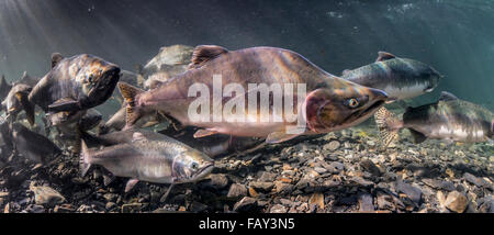 Rose et le saumon kéta (Oncorhynchus gorbuscha et O. keta) migration de reproduction d'été dans un affluent du Prince William Sound, Alaska). Banque D'Images