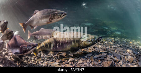 Rose et le saumon kéta (Oncorhynchus gorbuscha et O. keta) migration de reproduction d'été dans un affluent du Prince William Sound, Alaska). Banque D'Images