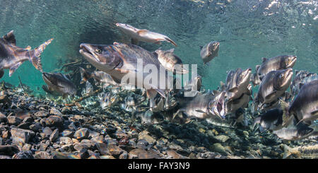 Le saumon rose (Oncorhynchus gorbuscha) migration de reproduction d'été dans un affluent du Prince William, en Alaska. Banque D'Images