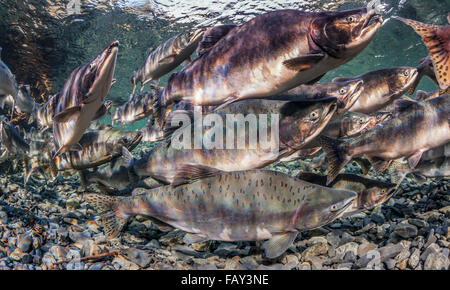 Rose et le saumon kéta (Oncorhynchus gorbuscha et O. keta) migration de reproduction d'été dans un affluent du Prince William Sound, Alaska). Banque D'Images