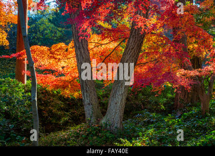 Le Fort Worth Japanese Garden est un jardin japonais 7,5 acres dans le Fort Worth (Texas) Botanic Garden Banque D'Images