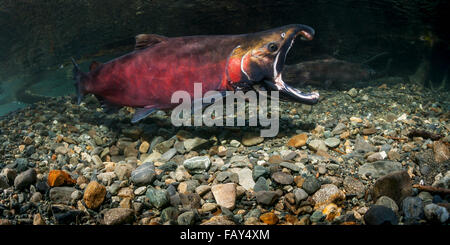 Homme Le saumon coho (Oncorhynchus kisutch) menace avec une femme alors que la bouche est sur le côté de la crique à l'arrière-plan, Southcentral Alaska Banque D'Images