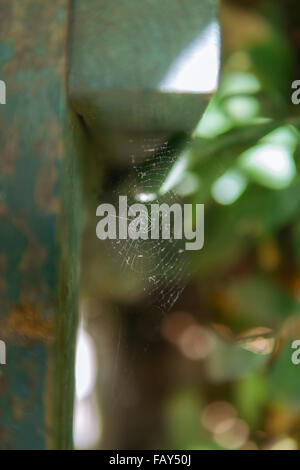 Cobweb sous une barre en bois dans un jardin. Banque D'Images