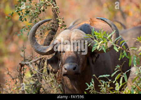 Portrait d'une Africaine ou buffle (Syncerus caffer), Kruger National Park, Afrique du Sud Banque D'Images
