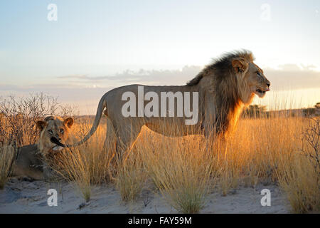 Grand mâle African lions (Panthera leo) in early morning light, désert du Kalahari, Afrique du Sud Banque D'Images