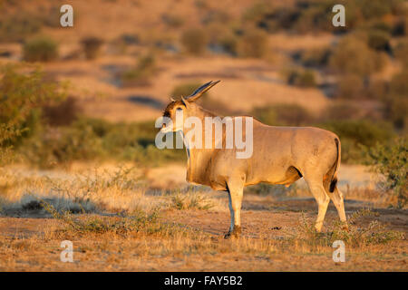 Grand mâle antilope eland (Tragelaphus oryx) dans l'habitat naturel, Afrique du Sud Banque D'Images