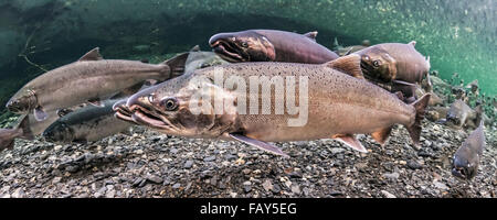 Lumineux de l'océan le saumon coho (Oncorhynchus kisutch) sur leur migration de reproduction dans un flux d'Alaska au cours de la fin de l'été. Banque D'Images