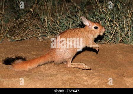 Sud-africain nocturne train (Pedetes capensis) dans l'habitat naturel Banque D'Images